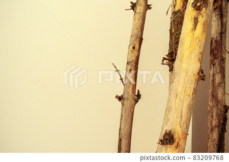 Close up shot of a wooden log 83209768