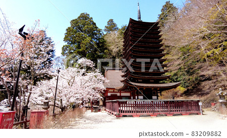 奈良坦山神社的櫻花 83209882