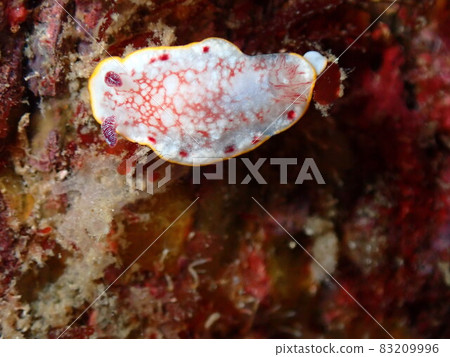 薩拉薩海牛 薩拉薩海牛 83209996