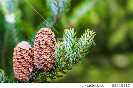 A branch of Korean fir with cones in autumn. Natural background 83210117