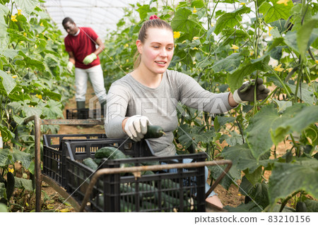 Positive woman harvesting fresh cucumbers 83210156