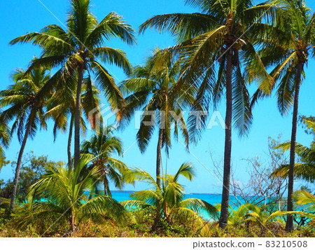 Landscape of Ouvea Island, New Caledonia 83210508