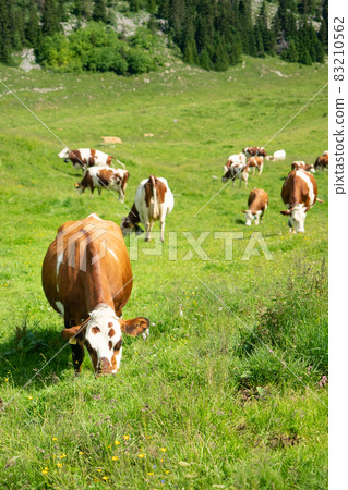 A cow grazing on a paddock in the swiss jura hills A cow grazing on a paddock in the swiss jura hills 83210562
