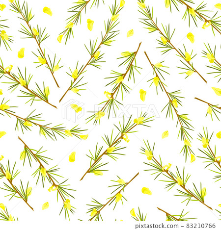 Rooibos herb on white isolated background seamless pattern. Stem with leaves and flowers. Rooibos tea. Vector cartoon illustration 83210766