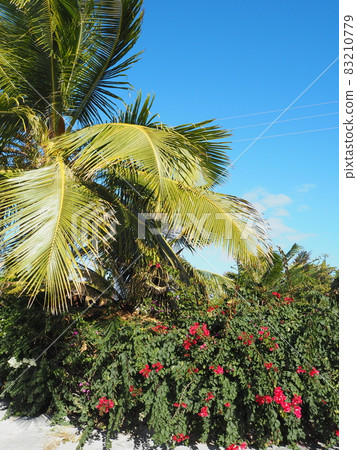 Superb view of Ouvea Island, New Caledonia Superb view of Ouvea Island, New Caledonia 83210779