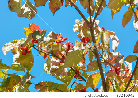 秋天的天氣和植物 秋天的天氣和植物 83210942