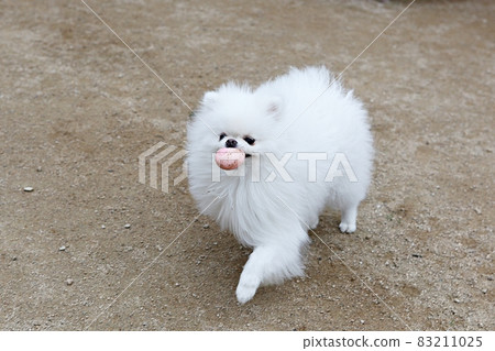 狗 83211025