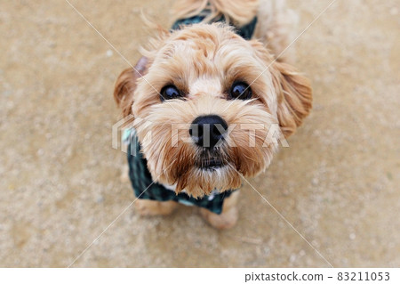 dog 83211053