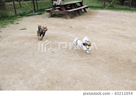 dog 83211054
