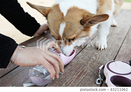 狗 83211062