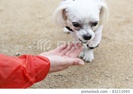 dog 83211093