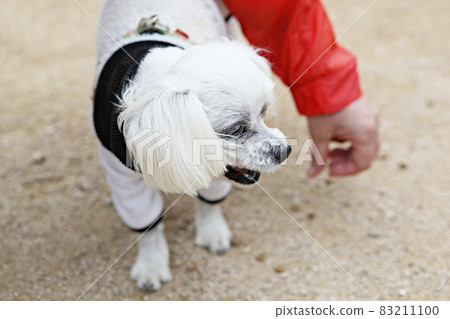 dog 83211100