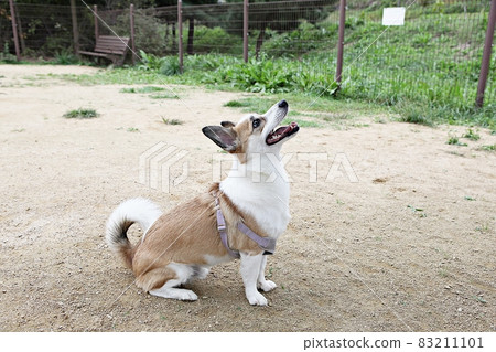 dog 83211101