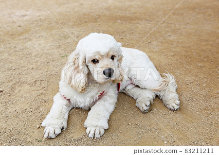 puppy 83211211
