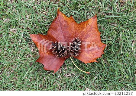 Leaves Leaves 83211257