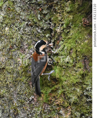 野尻高原大學村吃堅果的各種山雀 83211310