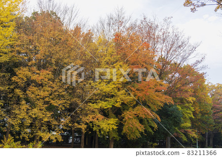 Colorful roadside trees with colored leaves Colorful roadside trees with colored leaves 83211366