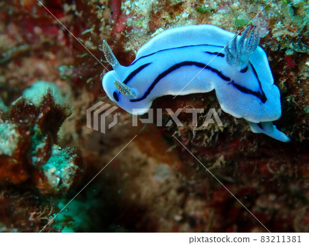 Misole Umizushi 83211381