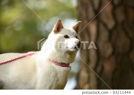 柴犬在大自然中推薦 柴犬在大自然中推薦 83211444