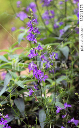 飛燕草近緣種千鳥莊 83211573