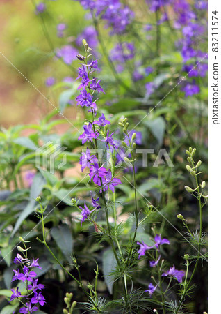 飛燕草近緣種千鳥莊 照片素材 圖片 圖庫