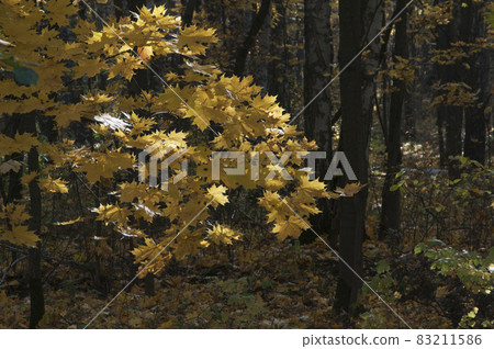 Autumn landscape in Sokolniki park 83211586