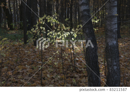 Autumn landscape in Sokolniki park 83211587