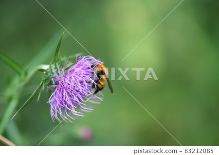 Tiger bumblebee (Tiger Maru flower bee) 83212085