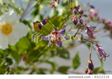 Arrangement of autumn flowers 83212118
