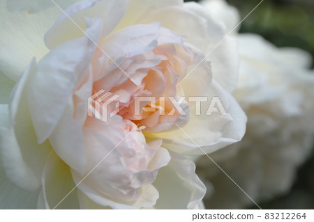 玫瑰 玫瑰 83212264