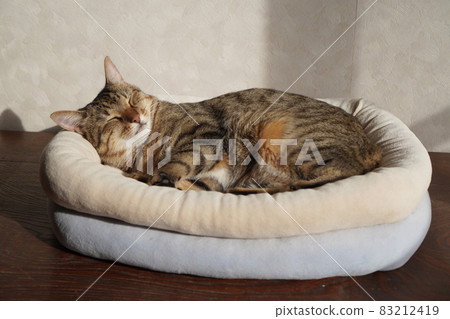 Sleeping Kijitora 83212419