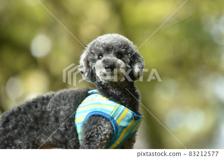 Toy poodle recommended in nature 83212577