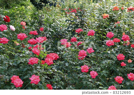 盛開的名花之裡玫瑰園 盛開的名花之裡玫瑰園 83212693
