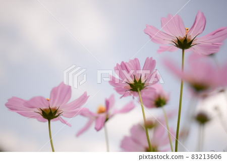 Sensation mixed cosmos Sensation mixed cosmos 83213606