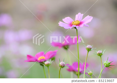 Sensation mixed cosmos Sensation mixed cosmos 83213607