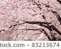 Sakura tunnel 83213674