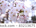 Cherry blossoms I saw nearby 83213675