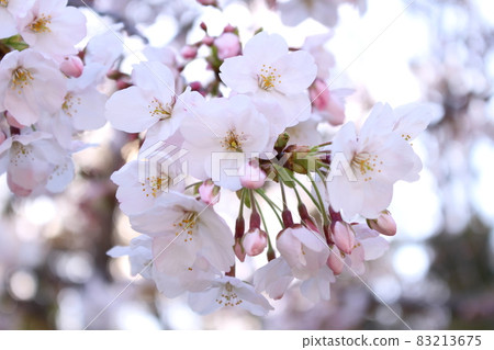 Cherry blossoms I saw nearby 83213675