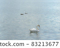 Swan swan 83213677