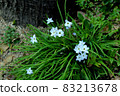 Light blue hananira (ifeion) flower (whole plant) 83213678