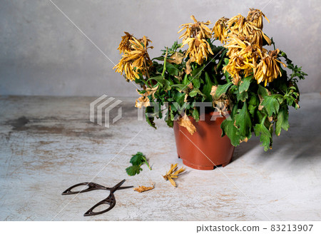 A withered flower in a pot on a gray background. Indoor flower has dried up in a pot. Chrysanthemum 83213907