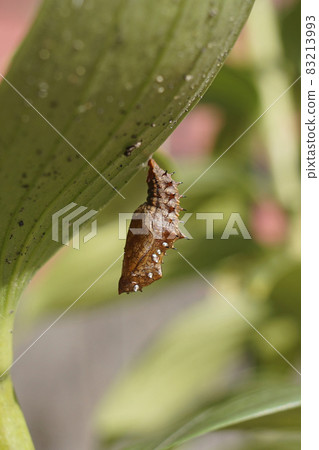 Pinus thunberg的蛹 83213993