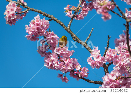 [Matsudayama, Matsuda Town, Kawazu cherry blossoms and white-eye in full bloom] 83214082