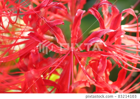 Cluster amaryllis Cluster amaryllis 83214103