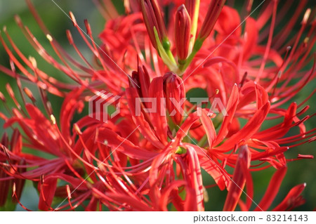 Cluster amaryllis Cluster amaryllis 83214143