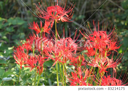 Cluster amaryllis 83214175