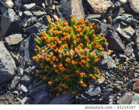 Bush of rare mountain medicinal plant Rhodiola quadrifida, Altai mountains. 83214197