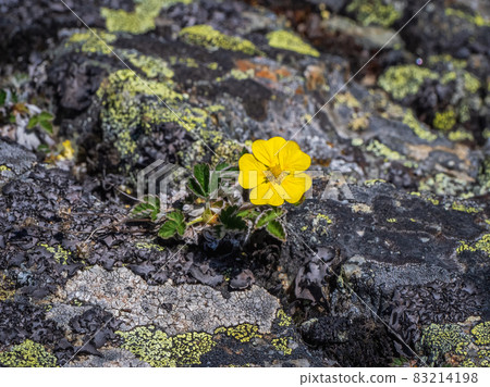 Small yellow flower bloodroot (Potentilla wrangelii) grows from a stone. The will to live concept. Small yellow flower bloodroot (Potentilla wrangelii) grows from a stone. The will to live concept. 83214198