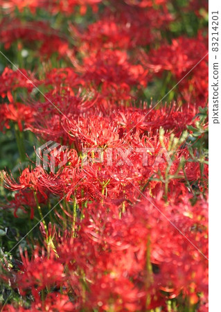Cluster amaryllis Cluster amaryllis 83214201