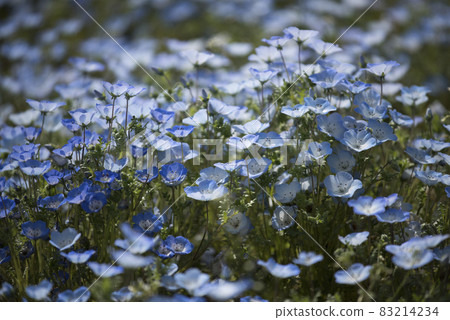 Nemophila colony against the sun (Takasago City, Hyogo Prefecture) Nemophila colony against the sun (Takasago City, Hyogo Prefecture) 83214234